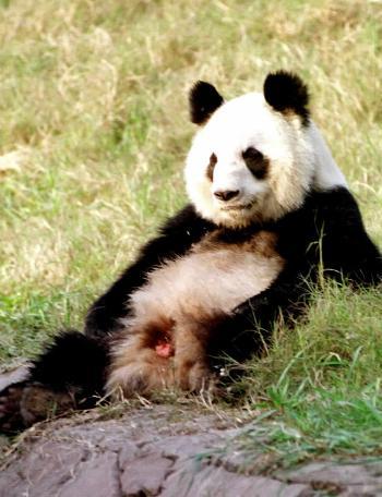 大熊猫人工繁殖