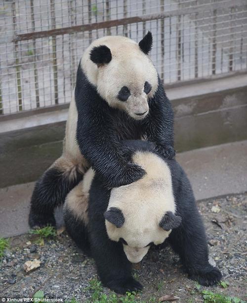 大熊猫繁殖方式简介