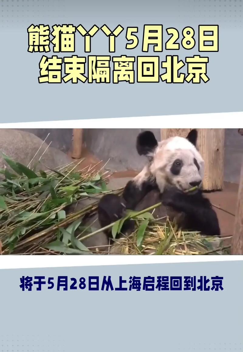 如何人工养育大熊猫